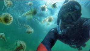 WATCH : Incredible footage of swimming with 10,000 jelly fish at popular Donegal beach