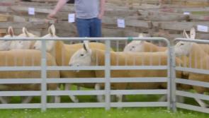 Local participants take prizes at Omagh Show in new TG4 series