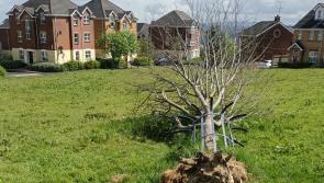 Steps to address maintenance concerns at Derry's Ard Grange welcomed