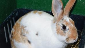 Derry pet shop places a temporary ban on the sale of rabbits to stop 'impulse buys' over Easter