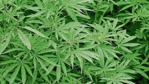 Man remanded in custody for &euro;400,000 cannabis growhouse in Donegal