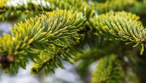 Foyle Hospice in Derry asks people to give them their old Christmas trees once the festive season is over