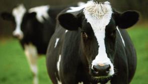Farming sector faces more Brexit uncertainty under new British Government