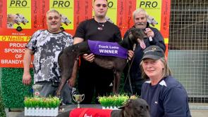 Derry Greyhounds: Runalong Ruby hands over the racing baton to Boherna Rio