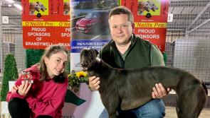 Derry Greyhounds: Rhylie & Finn, living the Derby dream