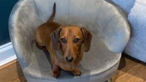 Stena throws lifeline to  pet owners