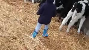 WATCH: Ballinderry toddler keeping busy during lockdown