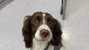 Derry animal charity forced to temporarily close its doors due to "worst January ever experienced"
