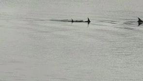WATCH: A pod of playful dolphins visits Derry