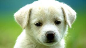 Dog shelter in Derry remains open but no longer accepting unwanted pets 