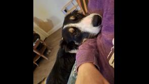 Local community bands together to find couple's missing pup