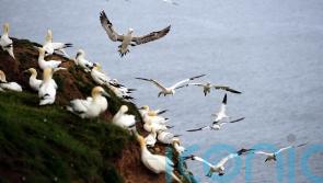Avian flu detected in five seabirds on north coast