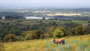 Super-sized nature reserve planned for hills above Belfast
