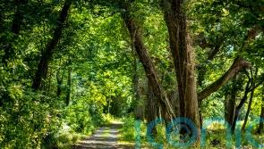 Ancient woodland opened to public after 500 years