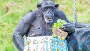 Chimpanzee Lizzie celebrates milestone birthday at Belfast Zoo