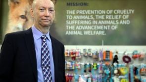 Charity chief appeals for information over cat caught in snare in Newry