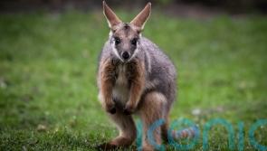 Missing wallaby found after three days on the run