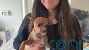Missing dog Coco reunited with owners after more than a year