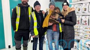 Missing dog Evie found after huge community response to search appeal
