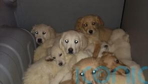 29 pups rescued at Belfast Port in crackdown against illegal trafficking