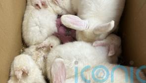 13 rabbits found abandoned in cardboard box