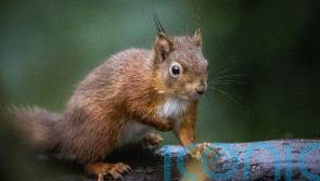 Red squirrels introduced at Co Down National Trust property