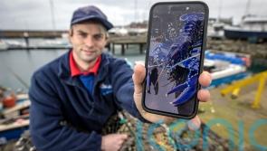 Rare blue lobster catch in Belfast Lough ‘two million to one shot’, says skipper