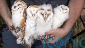 Northern Ireland celebrates bumper year for barn owls in 2022