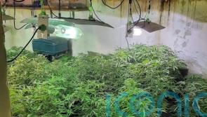 Five held after discovery of &lsquo;sophisticated&rsquo; cannabis farm