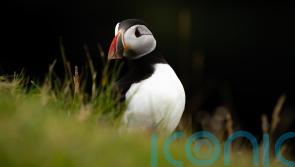 First puffins of season return to Rathlin Island