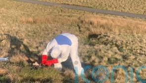 Police probe after two dead eagles discovered in Co Antrim