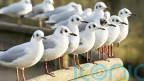 Charity demands urgent response plan to protect wild birds from avian influenza