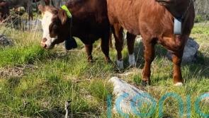 Traditional cows to help bring mountainside back to life after devastating fires