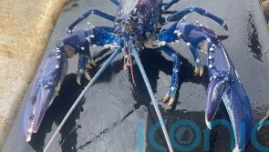Fisherman lands catch of a lifetime blue lobster – for the second time