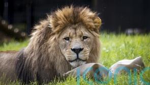 New enclosure with a view opened for Barbary lions in Belfast