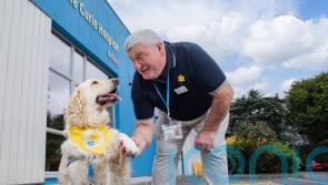 Therapy dog Sandi brings comfort to hospice patients in Belfast