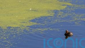 Sites around River Bann closed due to blue-green algae outbreak