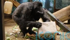 Oldest gorilla in UK celebrates her 60th birthday