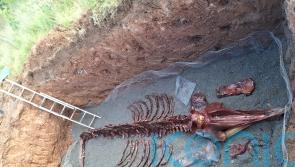 Remains of whale dissected by hand on Co Down beach in order to be preserved