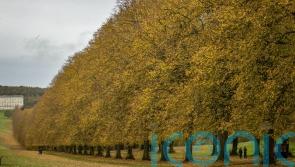 One enforcement action taken out of hundreds of tree breach reports
