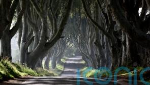 Several Dark Hedges trees made famous by Game Of Thrones to be cut down