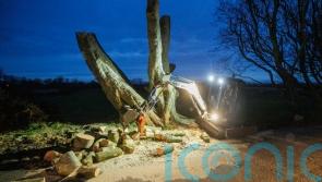Work to remove dangerous trees at Dark Hedges goes on