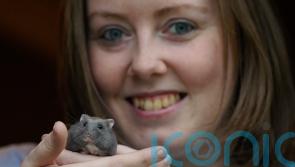 Irish hamster charity advises owners to consider &lsquo;ethical care&rsquo; approach