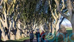 Trees made famous by Game Of Thrones ‘could disappear within 15 years’