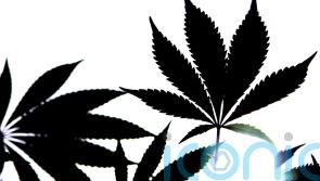 Man arrested after cannabis worth £100,000 seized in Co Armagh house