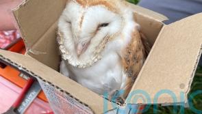 Christmas came early for Co Down nature conservators with late brood of owls