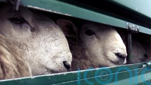 Livestock export ban makes progress despite N Ireland ‘loophole’ fear