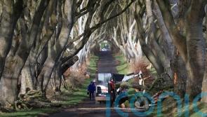 Trees made famous by Game Of Thrones felled by Storm Isha