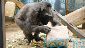 Delilah, the oldest gorilla in the UK, dies at Belfast Zoo