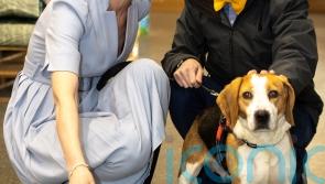 Stopping animal cruelty will be a top priority, says minister